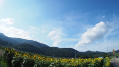 夏だ！！　暑いぜ　ひまわりだ！！