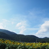 夏だ！！　暑いぜ　ひまわりだ！！