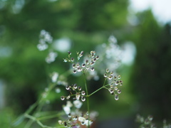 小雨の後に No2