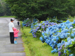 紫陽花