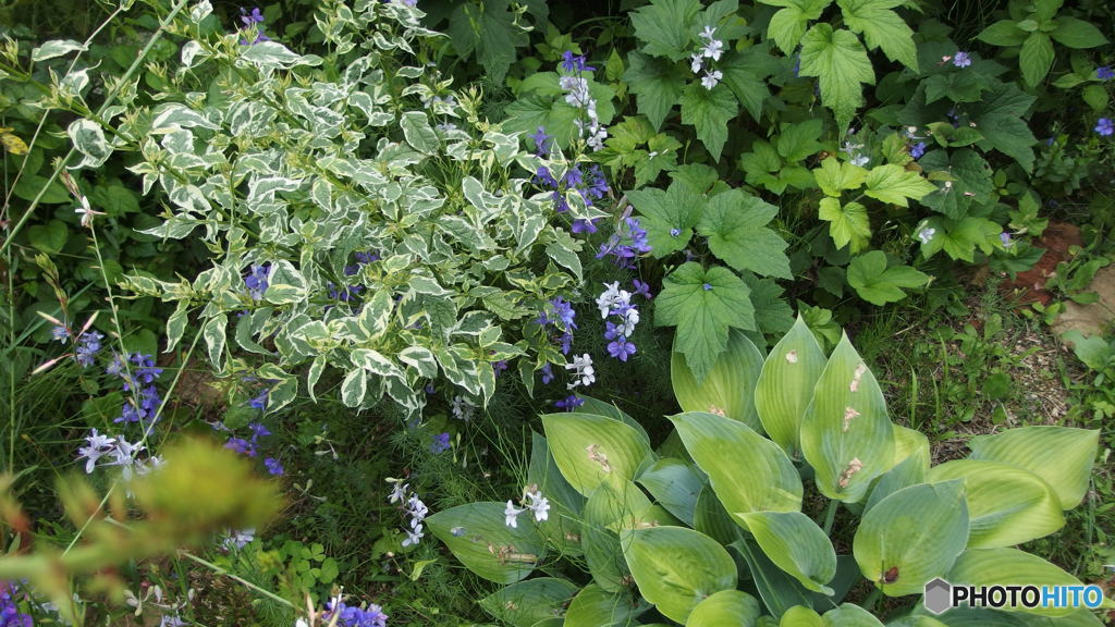 My Garden