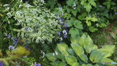 My Garden