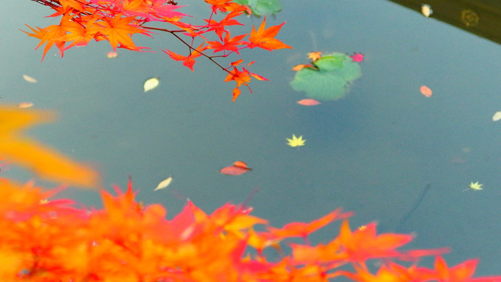 谷の紅葉のしたたる水です