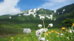 わたすげ