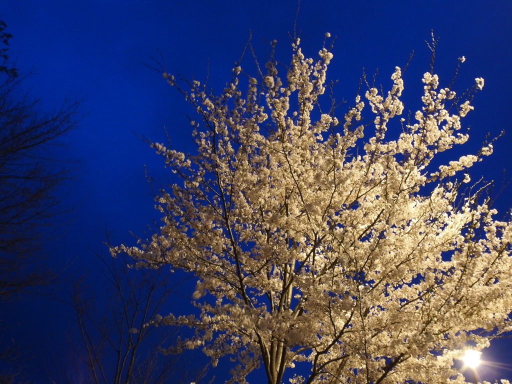 sakura 2014 ①