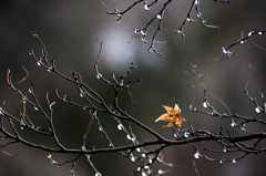 DSC_4000