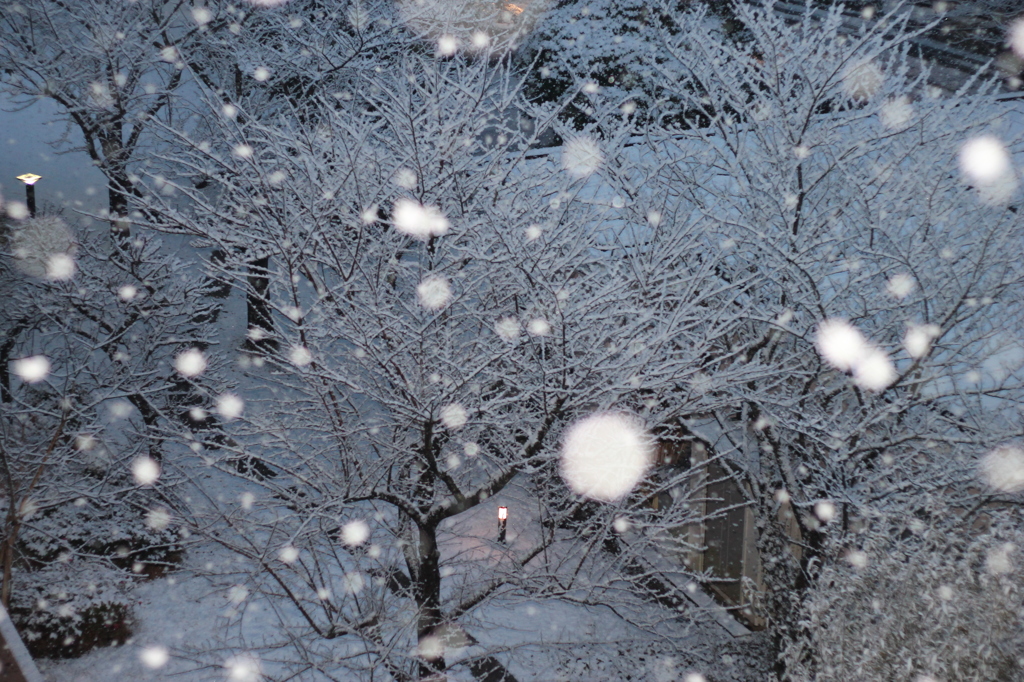 雪の降る街