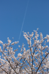 桜と飛行機雲