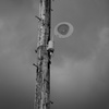 Utility pole