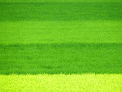 コントラスト