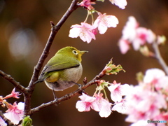 かわいいおしり