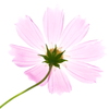 六月の秋桜