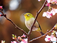 めじろ