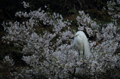 サギサクラ