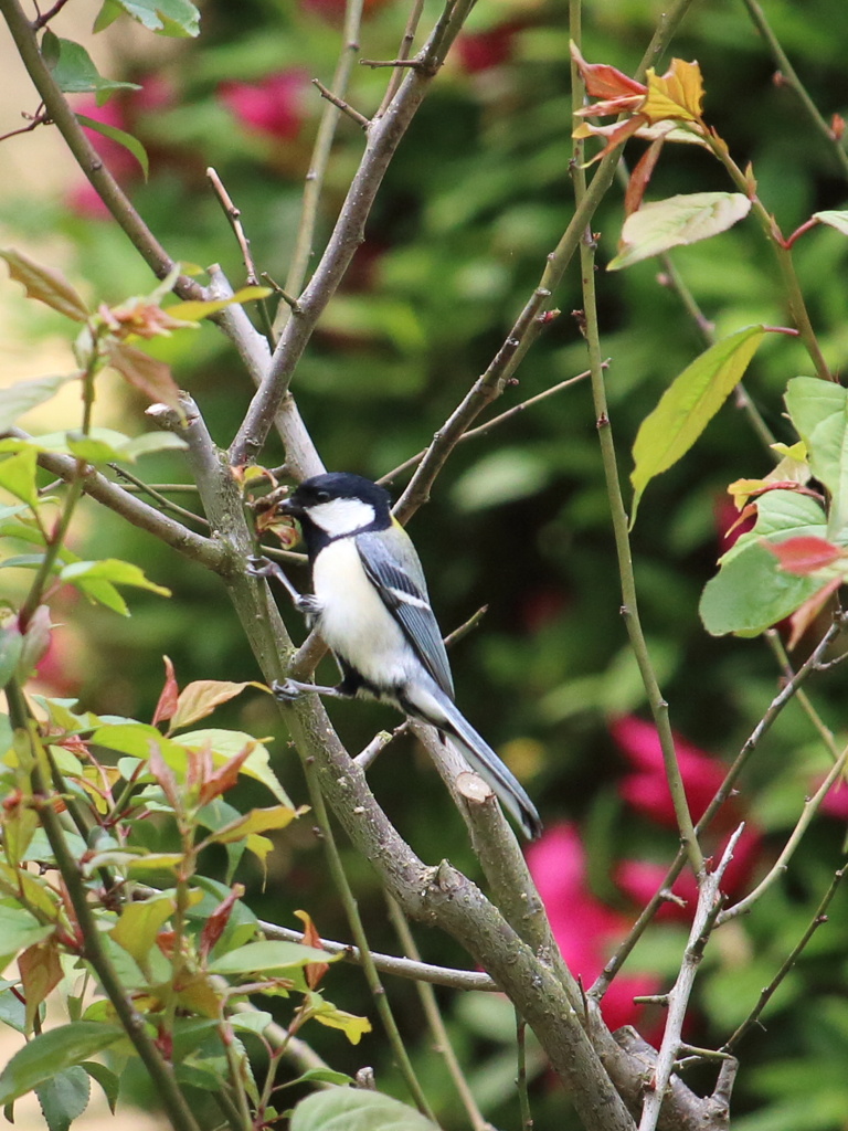 野鳥観察と言えば・・・・
