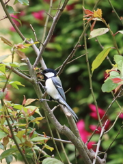 野鳥観察と言えば・・・・