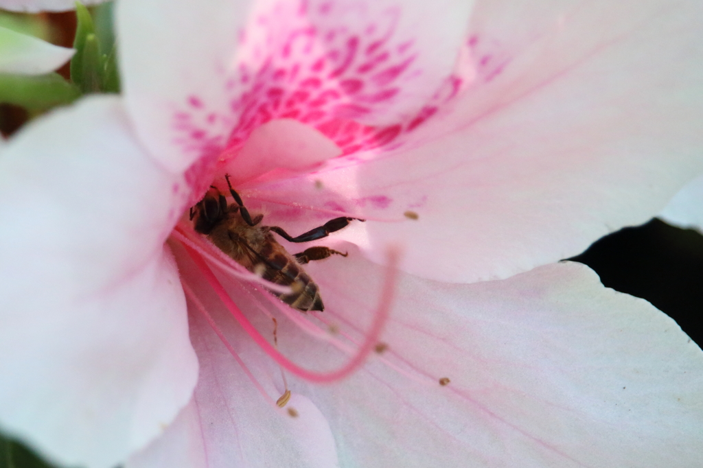 つつじと蜂