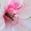 つつじと蜂