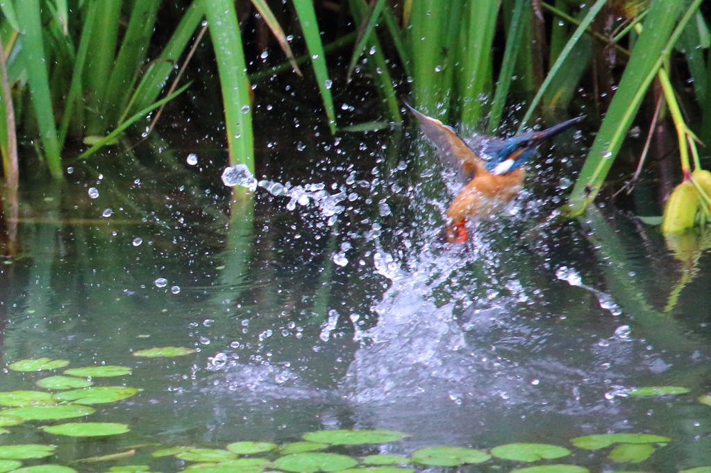 水遊び