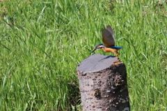 止り木デカッ