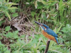 カワセミ