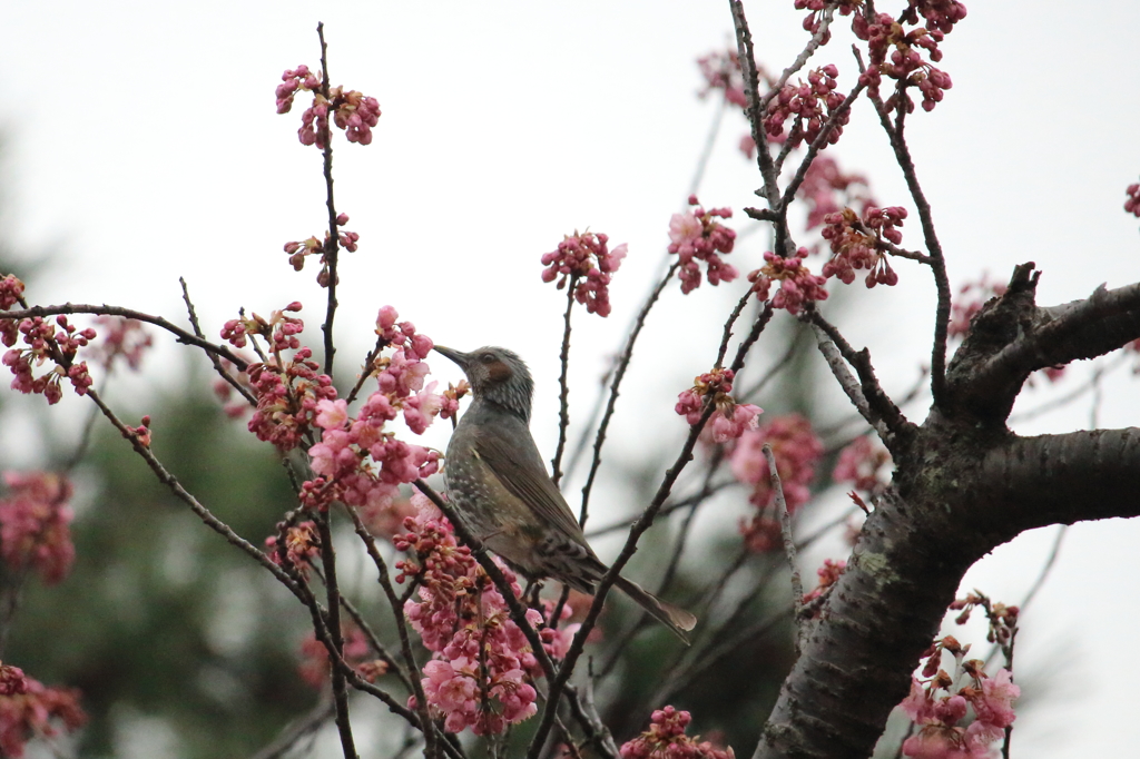 桜ヒヨドリ