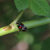 二つ星てんとう虫が仲良く♥　