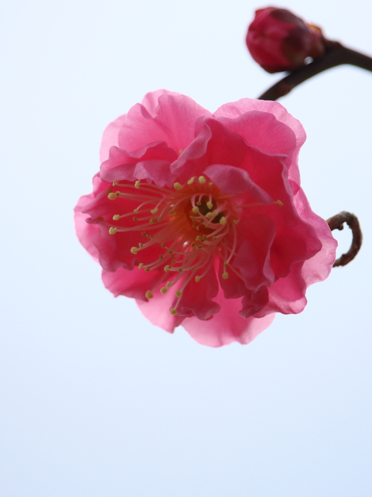 梅