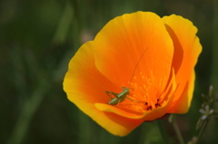 花と昆虫