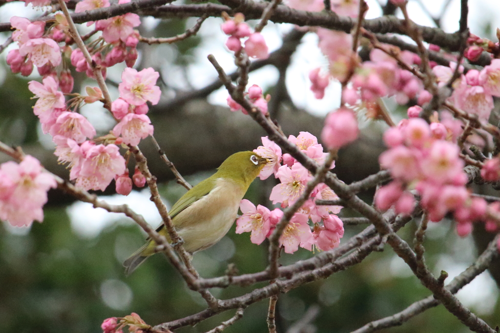 サクラメジロ