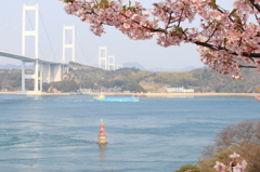 来島海峡大橋と河津桜