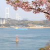 来島海峡大橋と河津桜