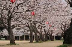 花見客・・・待ち