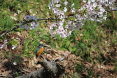 桜カワセミさん