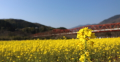 菜の花畑
