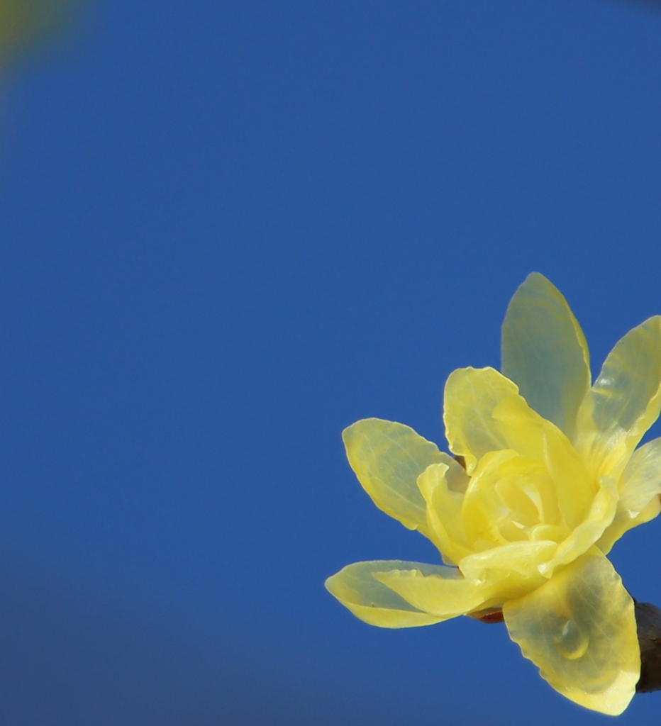 この花びらが撮りたくて・・・