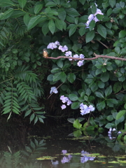 カワセミいるよ。。。紫陽花前の留まり木