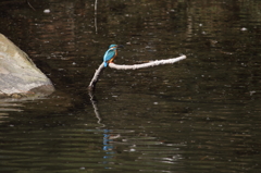 水辺のカワセミ