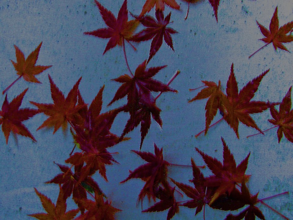 momiji