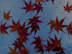 momiji