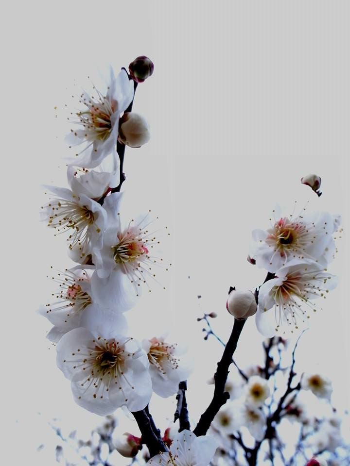 hakibai
