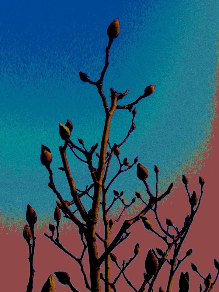 nobiru