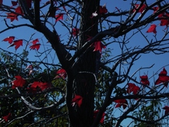 momiji