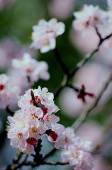 ume