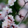 ume
