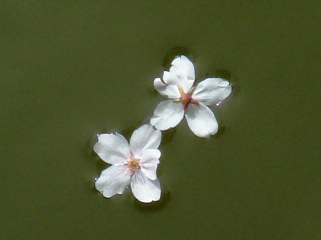 SAKURA