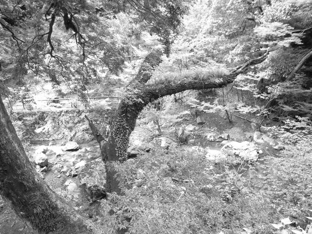 minoo-kokuteikouen