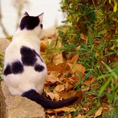 neko