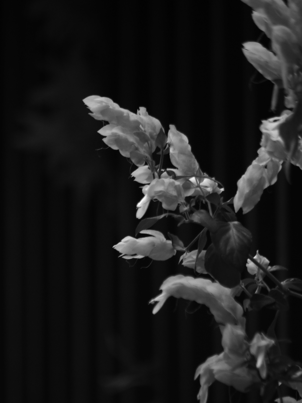 IMGP0195