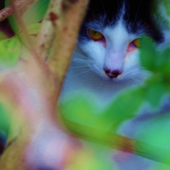 neko